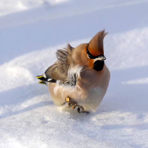 Злая свиристель
