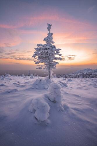 Елки Национального парка Таганай