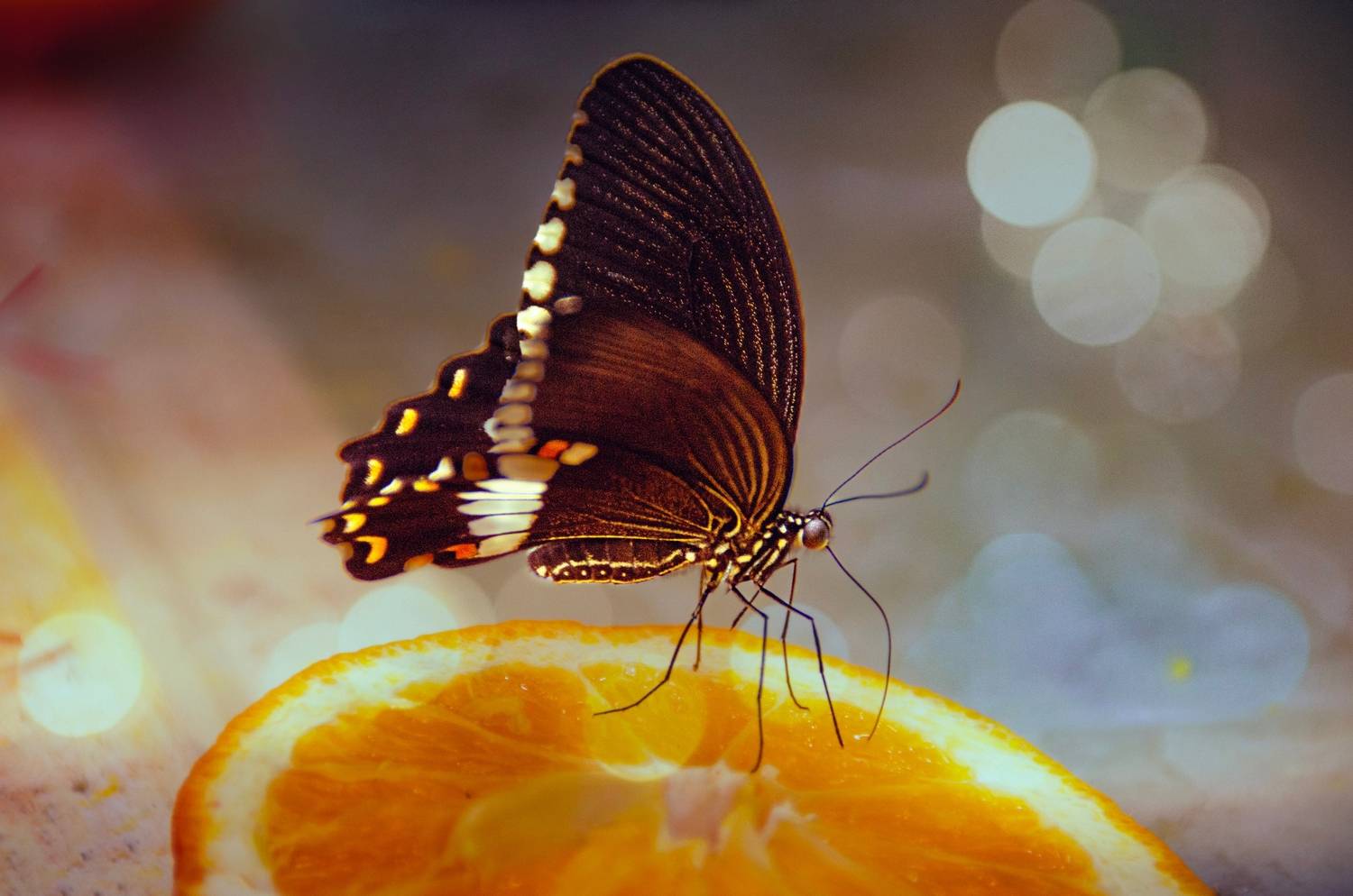 , Махова Настя