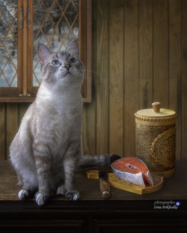 котики, животные, питомцы, лосось Айсу как-то бог послал кусочек рыбки... фото превью