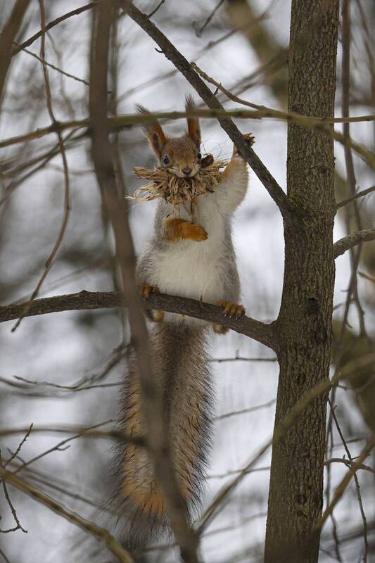 белка, кусковский парк *** фото превью