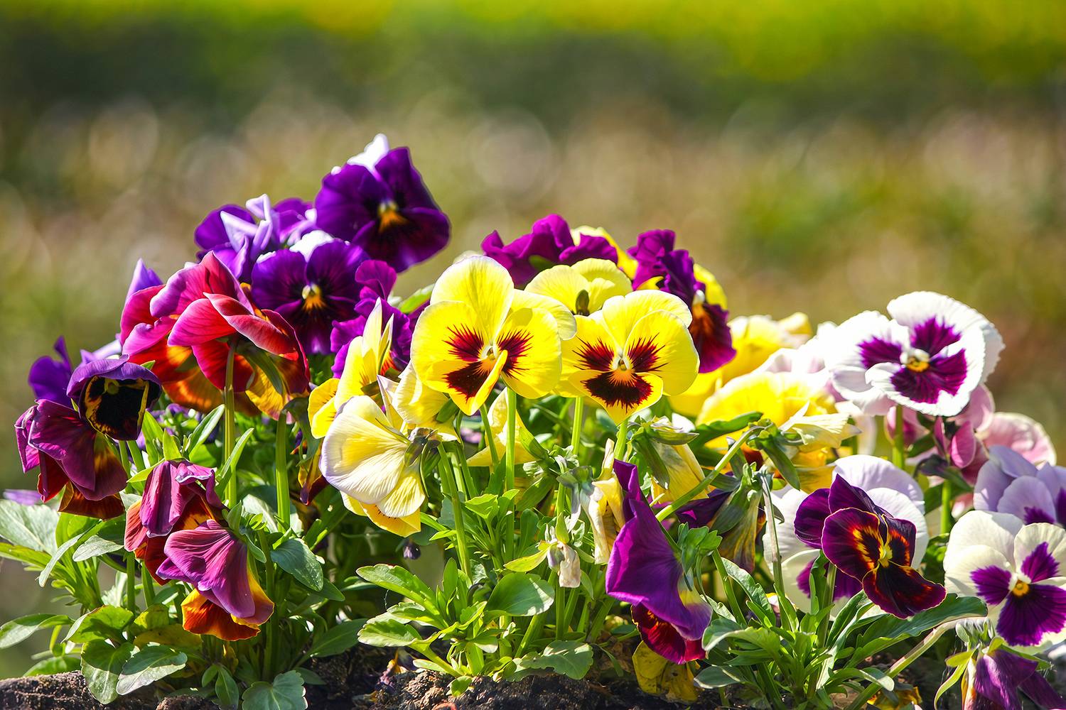 анютины глазки, садовые анютины глазки, viola &times; wittrockiana, КарОл