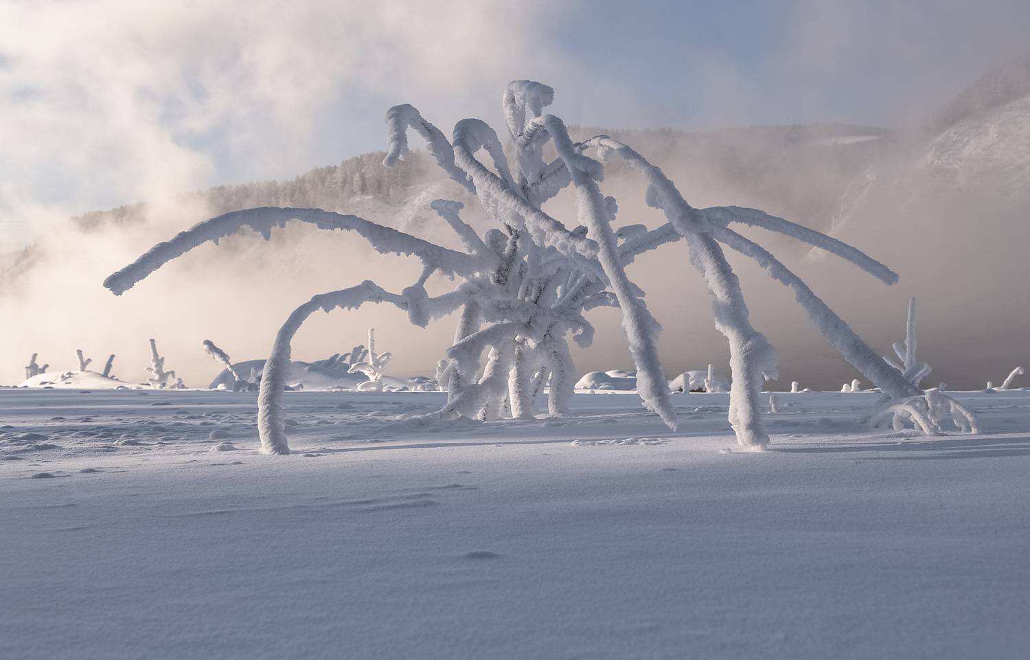 сибирь, мороз, красноярск, иней, зима, ветка, иней, Марина Фомина
