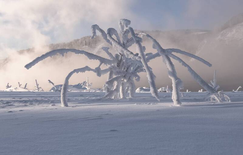 сибирь, мороз, красноярск, иней, зима, ветка, иней Спрут фото превью