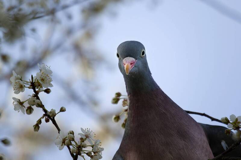 bird, птица, вяхирь, columbapalumbus, калининград Доброе утро! фото превью