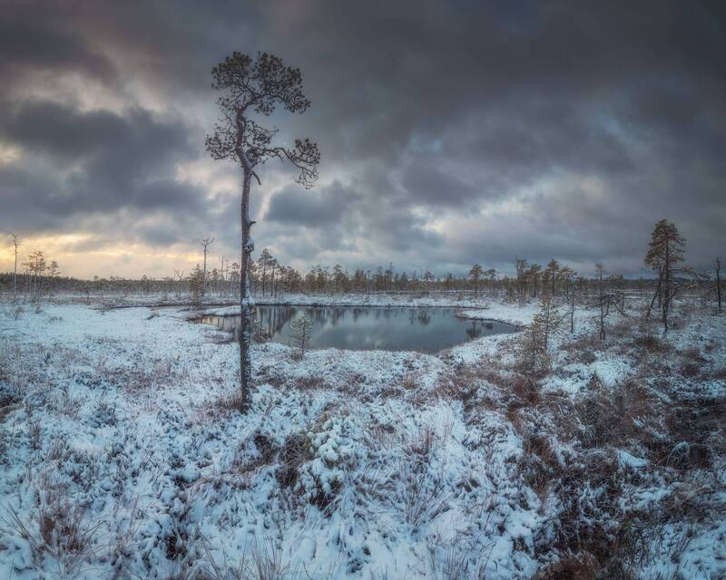 болото, ленобласть, ноябрь *** фото превью