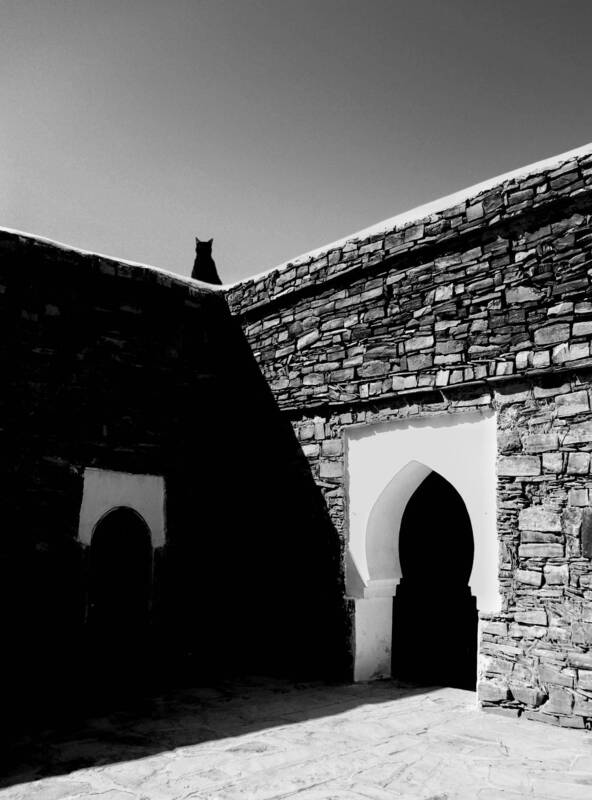 Cat Silhouette фото превью