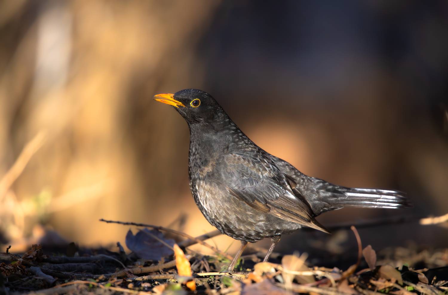 , Веревченко Михаил