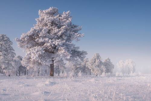 Спящий лес.   Sleeping forest.