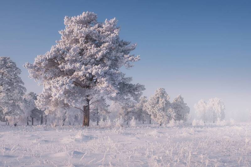 зима, мороз, туман, снег, иней, деревья Спящий лес.   Sleeping forest. фото превью