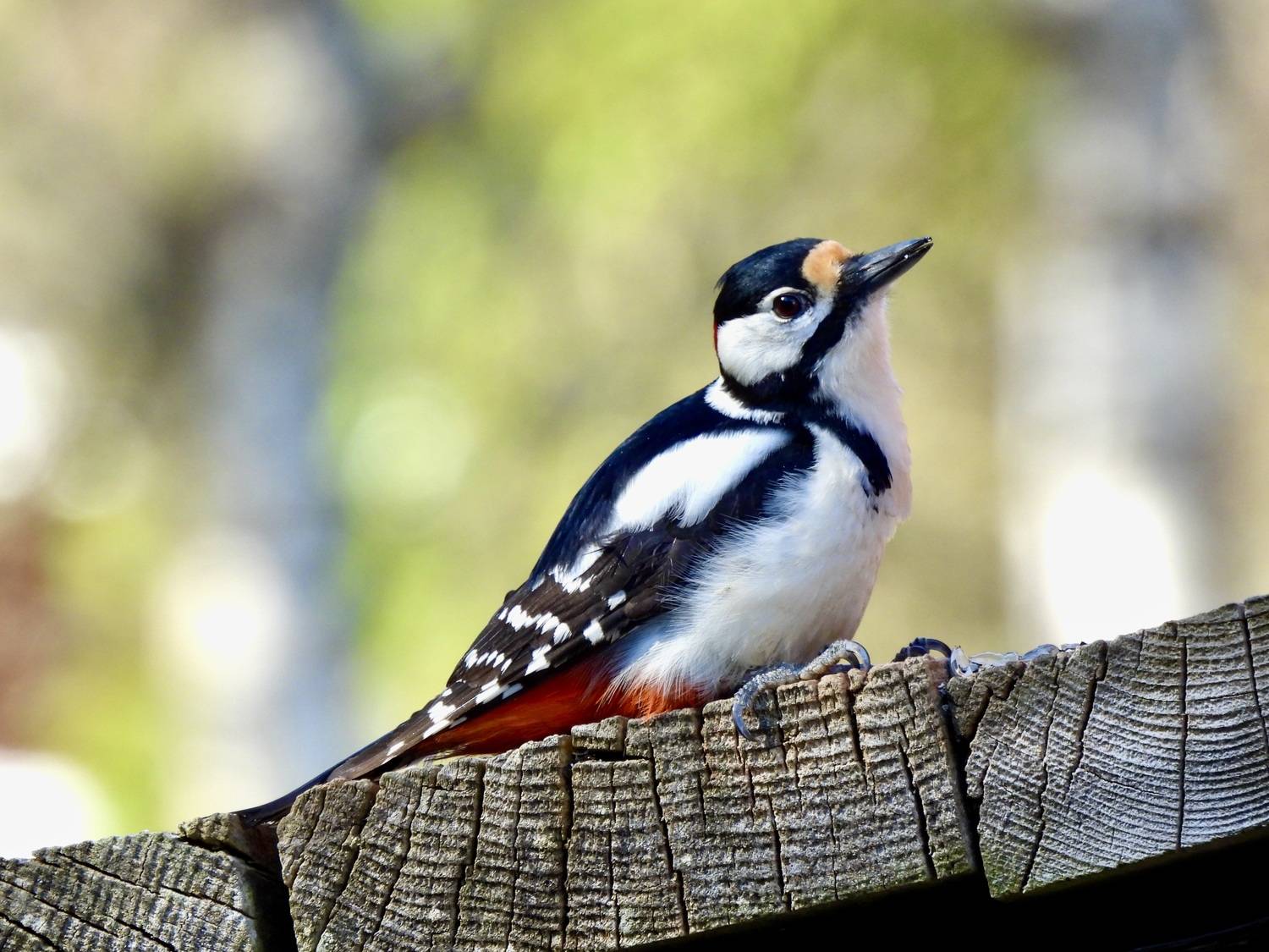 Animals, Birds, Woodpecker, Colors, Norway, Povarova Ree Svetlana