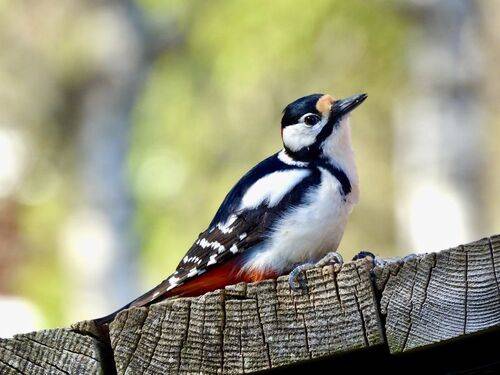 А ещё есть семечки?