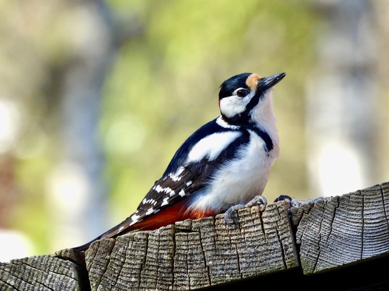 Animals, Birds, Woodpecker, Colors, Norway А ещё есть семечки? фото превью
