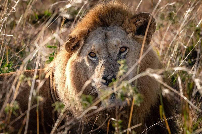 Лев. фото превью