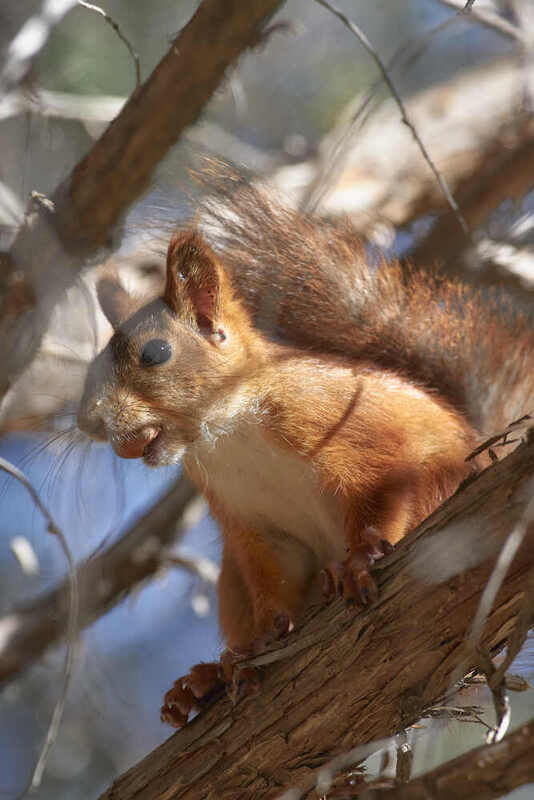 белка, scribus vulgaris # фото превью