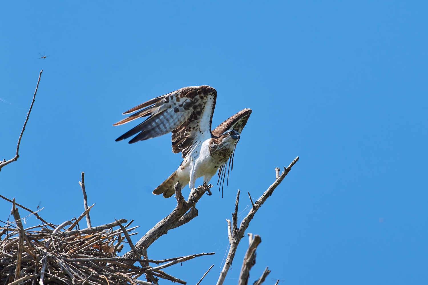 Pandion haliaetus, скопа, Павел Сторчилов