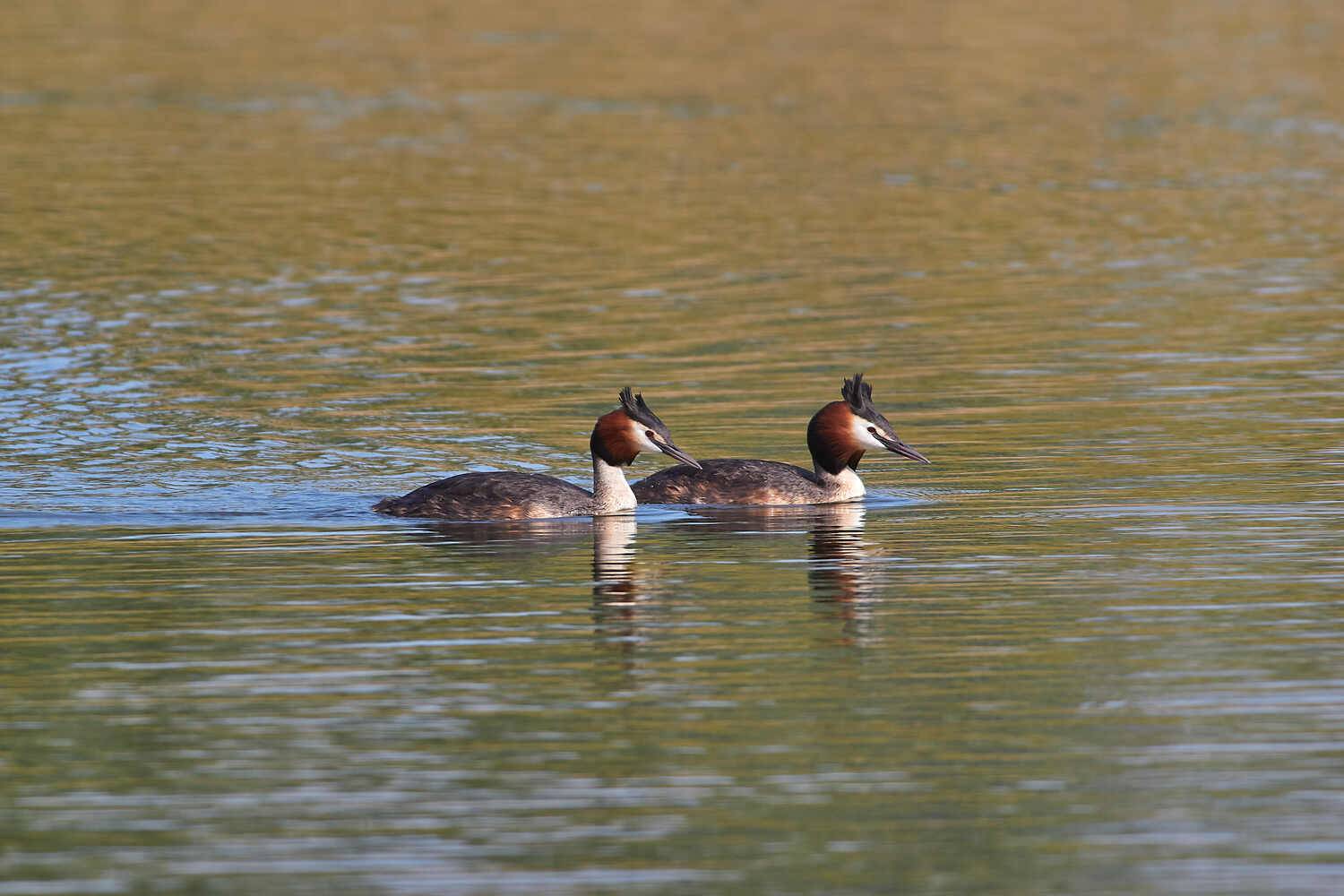 чомга, Podiceps cristatus, Большая поганка,, Павел Сторчилов