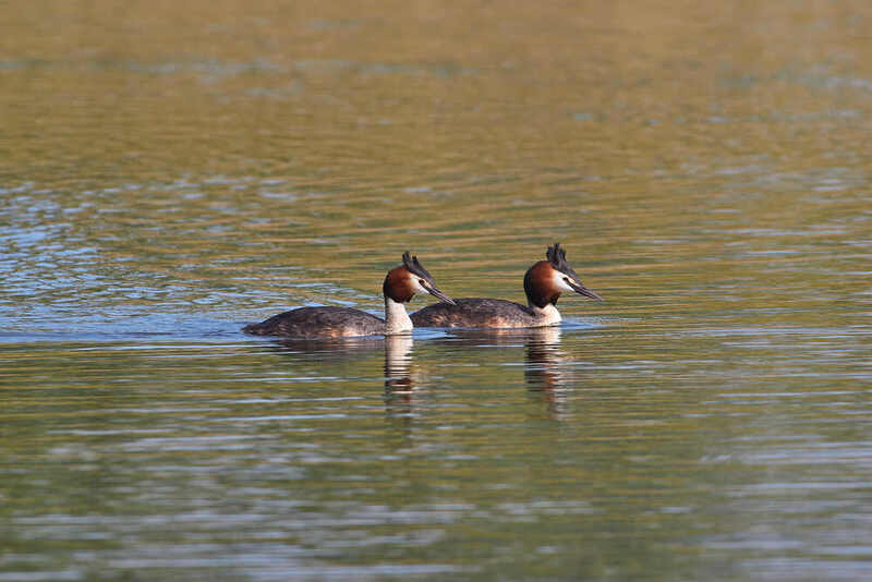 чомга, Podiceps cristatus, Большая поганка Большая поганка фото превью