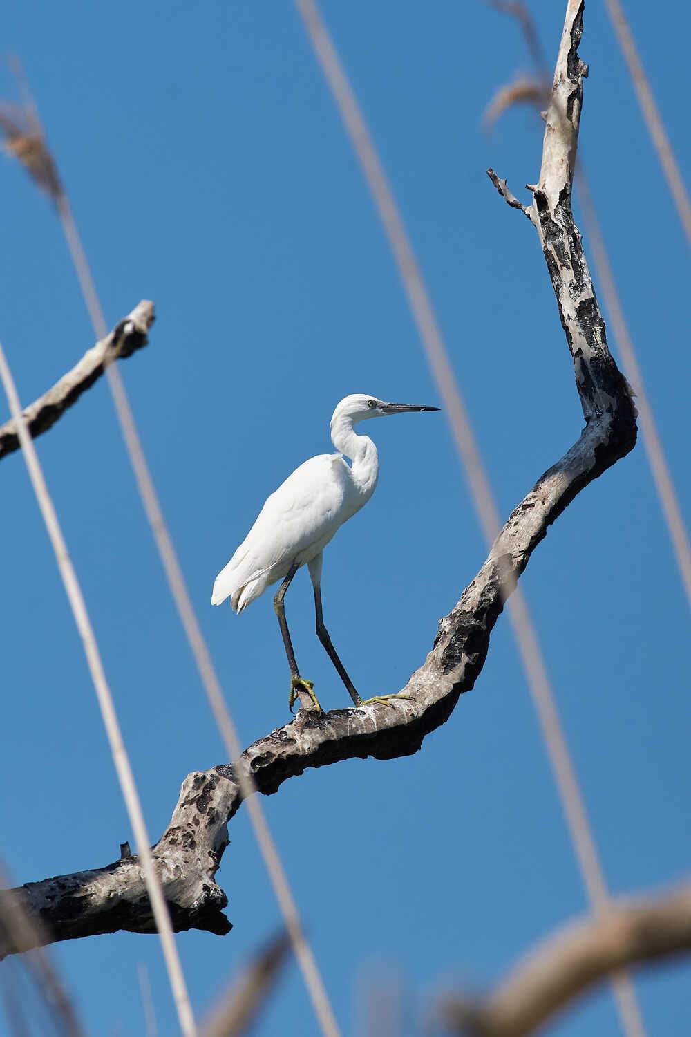 Egretta garzetta, Малая Белая Цапля,, Павел Сторчилов