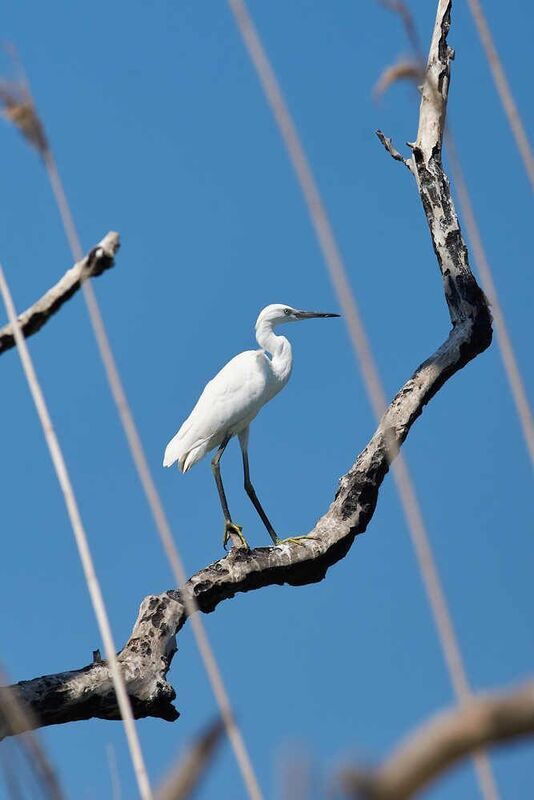 Egretta garzetta, Малая Белая Цапля Малая Белая Цапля  фото превью