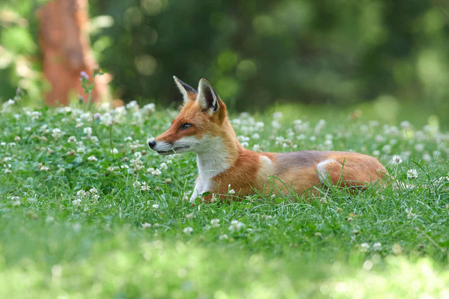 лисица, рыжая лисица, , Павел Сторчилов
