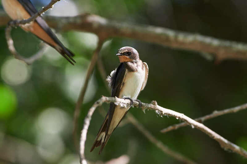Деревенская Ласточка, Hirundo rustica Деревенская Ласточка фото превью