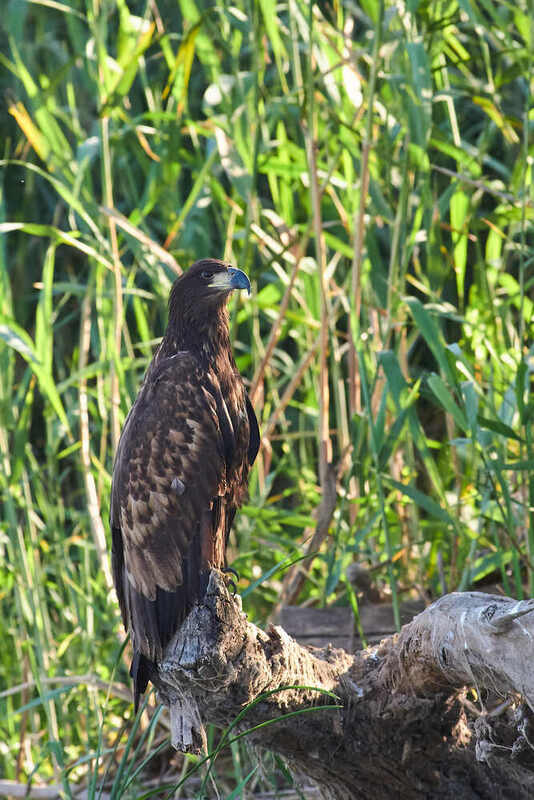 Орлан-белохвост, Haliaeetus albicilla Орлан-белохвост фото превью