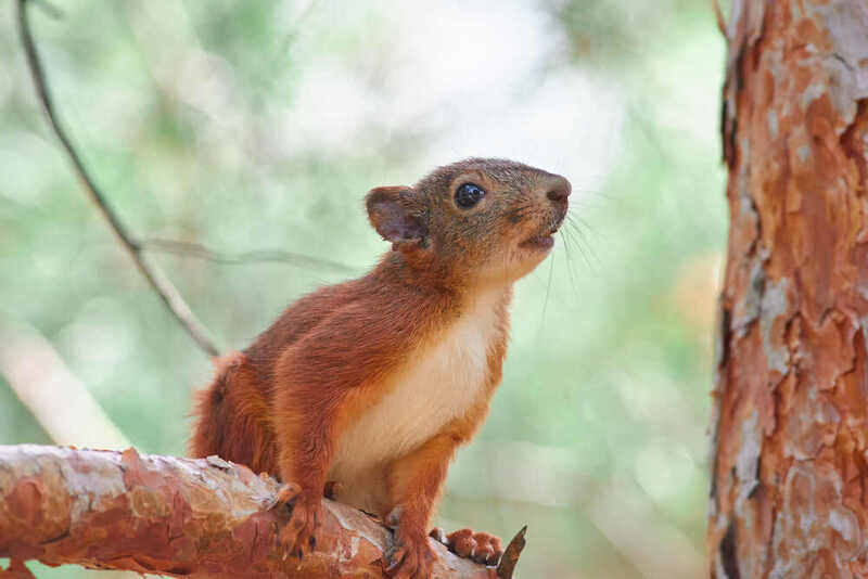 белка, scribus vulgaris # фото превью