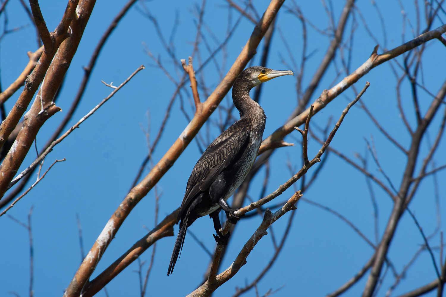 Большой баклан, Phalacrocorax carbo,, Павел Сторчилов