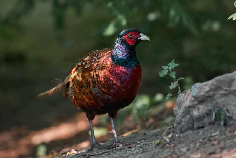 Phasianus colchicus, Обыкновенный фазан Обыкновенный фазан фото превью