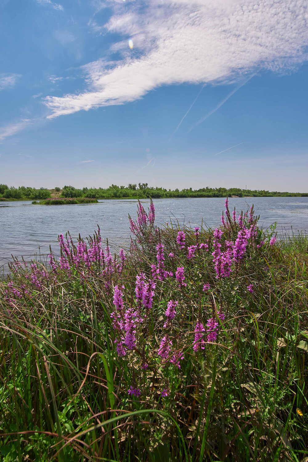 ахтуба, волгоград, россия, , Павел Сторчилов