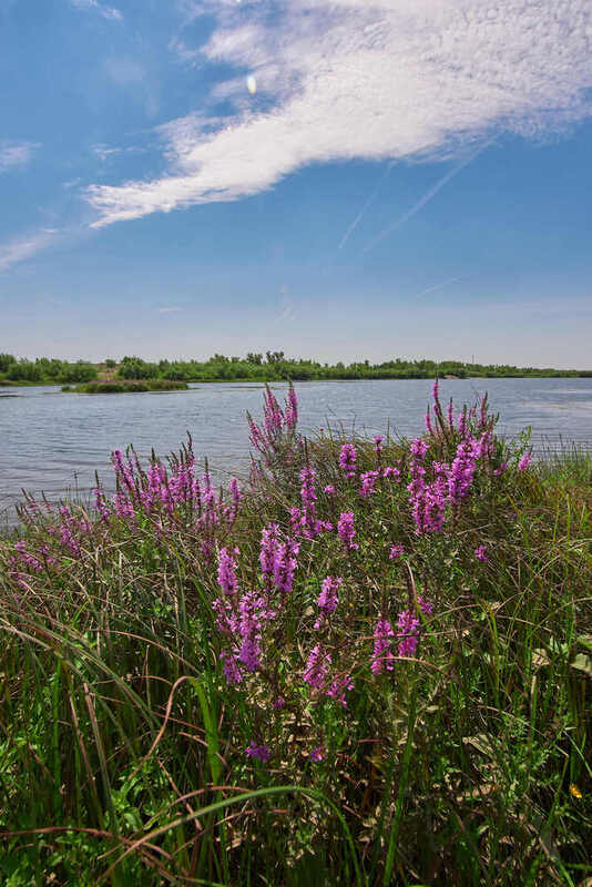 ахтуба, волгоград, россия Ахтуба в цвету фото превью