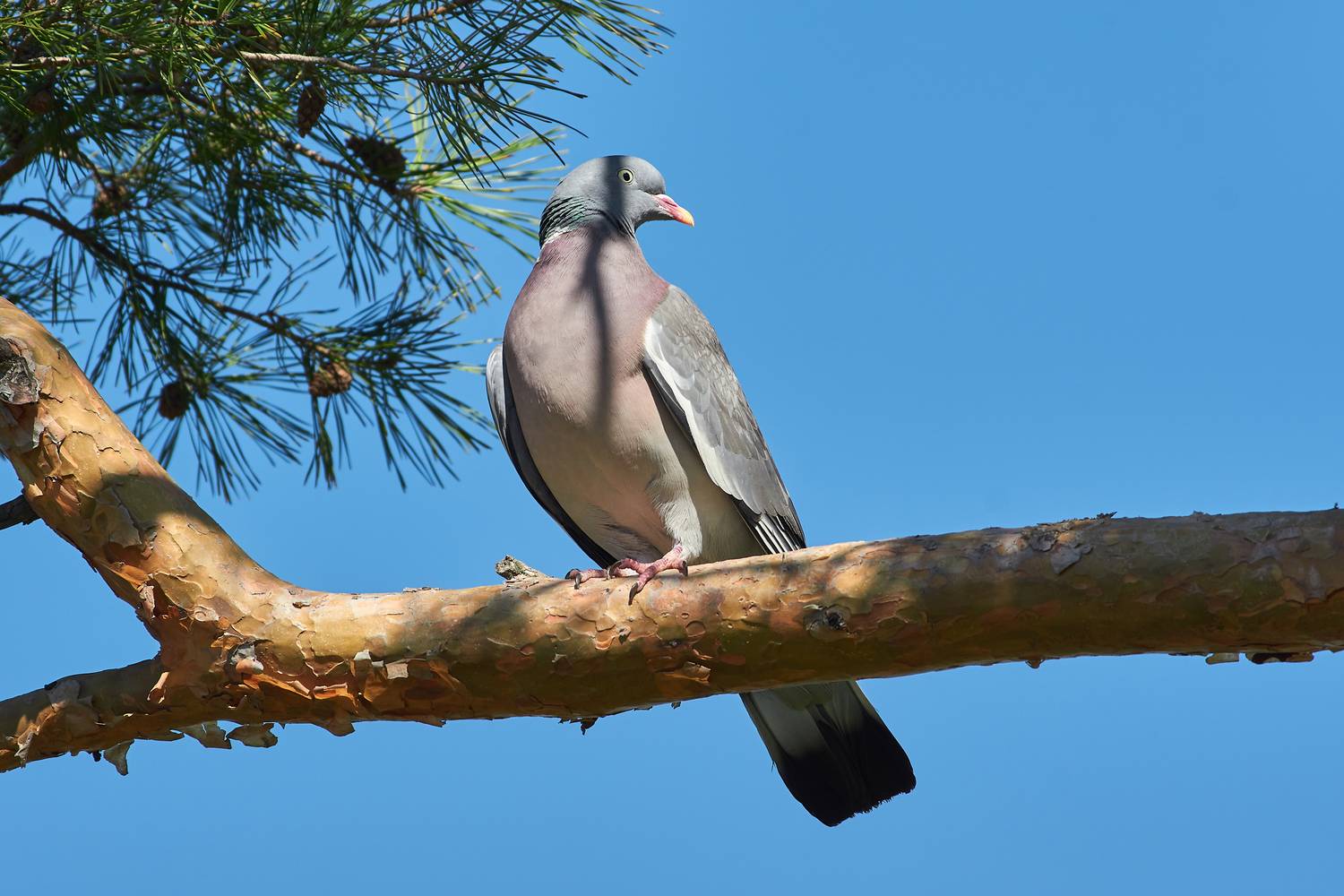 Columba palumbus, Вяхирь,, Павел Сторчилов