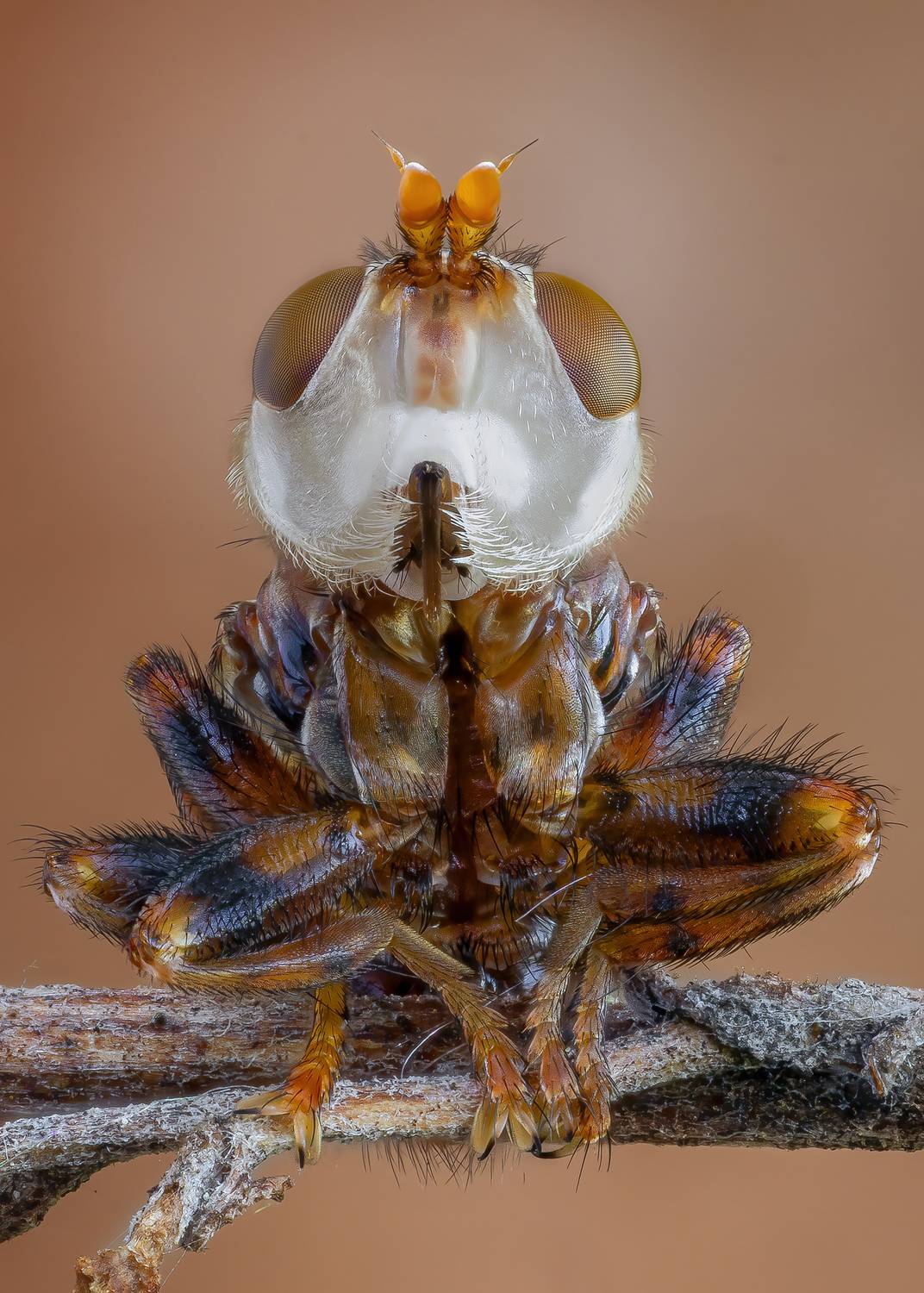 , Кузнецов Дмитрий