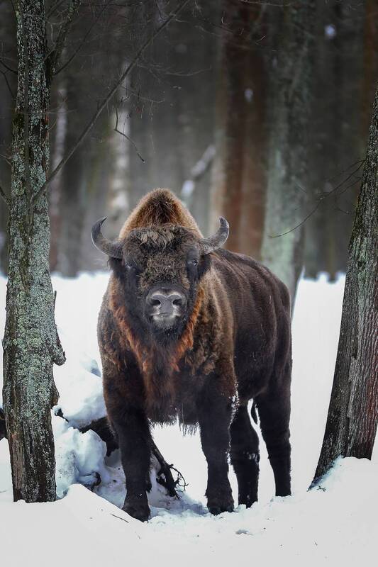 ..... фото превью