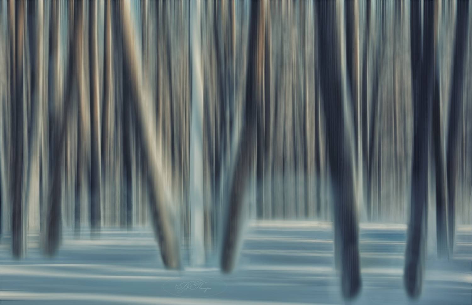 деревья, тени, Вера Петри