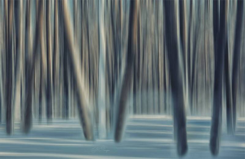 деревья, тени Зимний лес фото превью