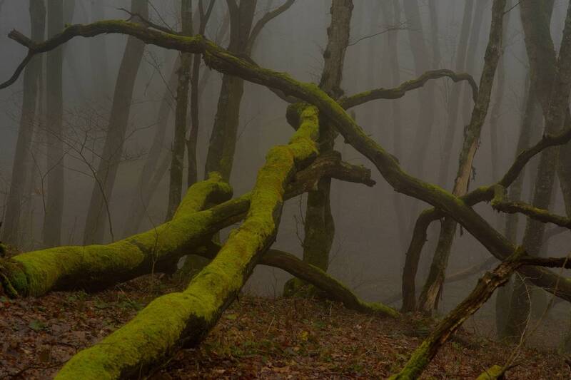 зима, туман, лес, утро Туманное утро фото превью