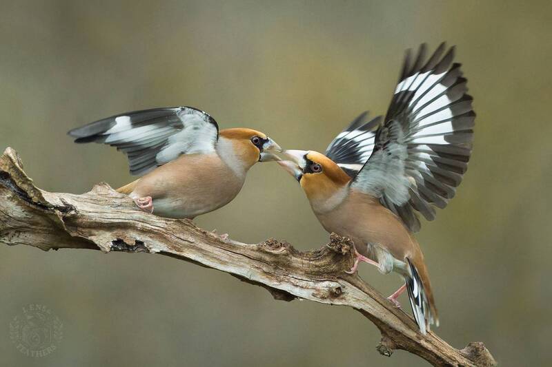 Дубонос - Lens and Feathers фото превью