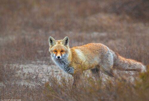 Лис Ширванских степей