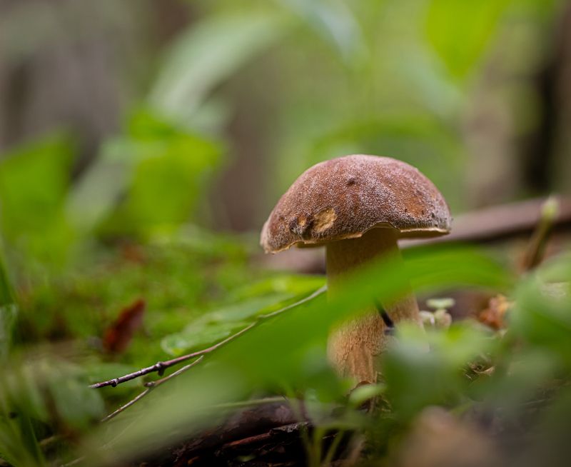 природа, грибы В лесу фото превью