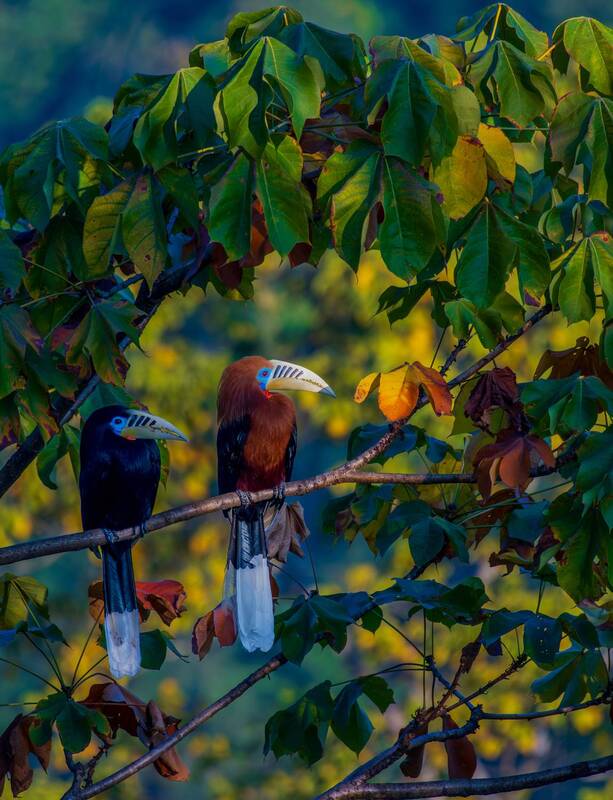 HORNBILL фото превью