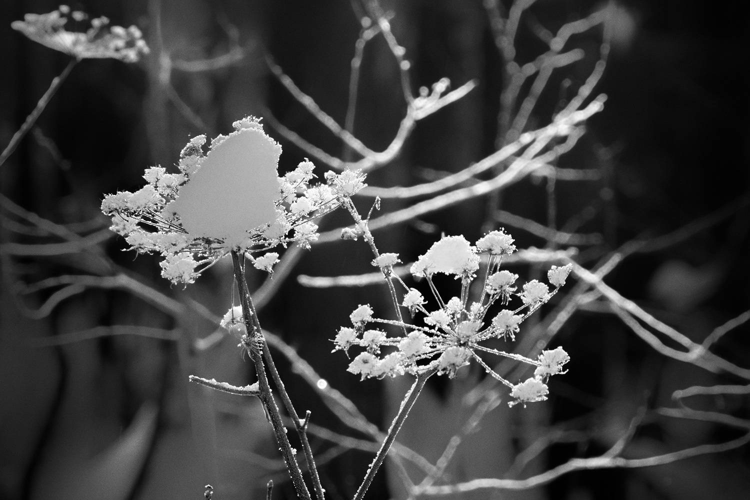 лес, снег, Валерий Вождаев