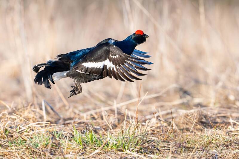 фото превью