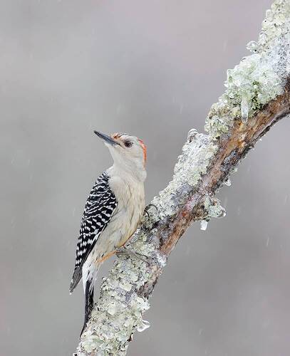 Female Red-bellied Woodpecker - cамка Каролинский меланерпес