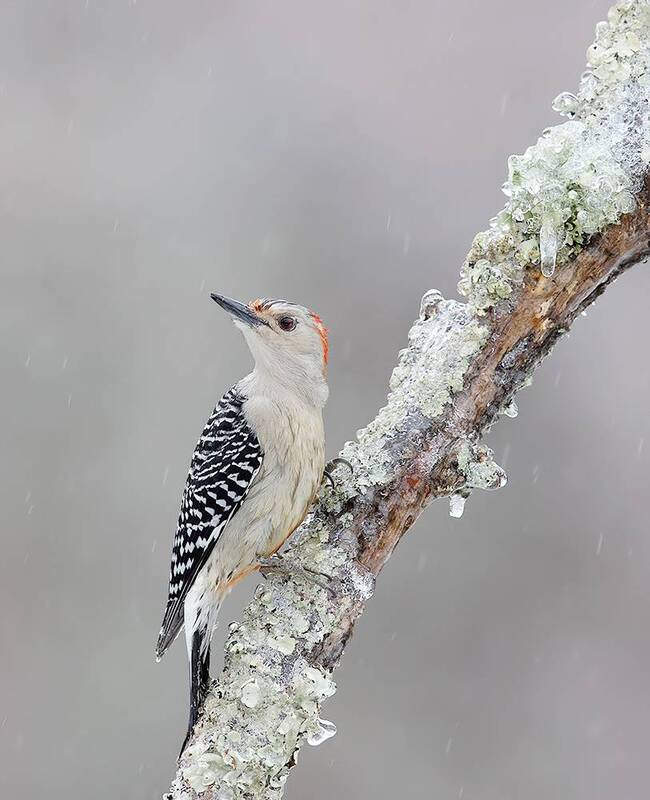 дятел, каролинский меланерпес, red-bellied woodpecker, woodpecker, зима, winter bird, птицы, snow, winter, cold Female Red-bellied Woodpecker - cамка Каролинский меланерпес фото превью