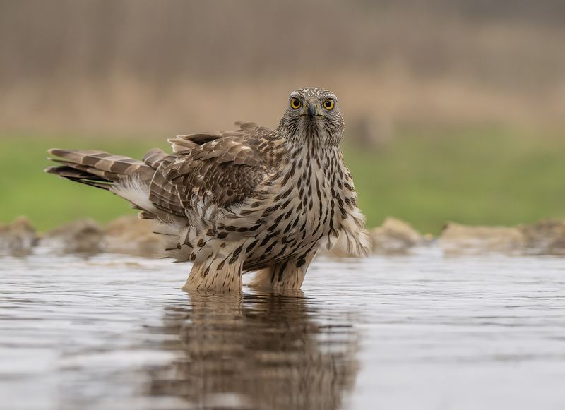 Голям ястреб    Astur gentilis фото превью