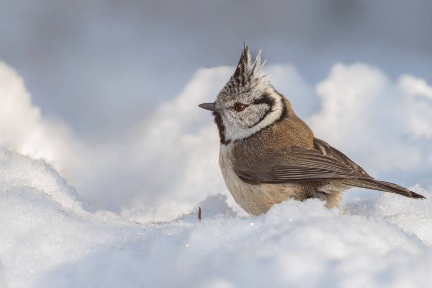 хохлатая синица, гренадерка, синица, птицы, Ruslan Pl