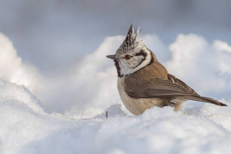 хохлатая синица, гренадерка, синица, птицы Хохлатая синица фото превью