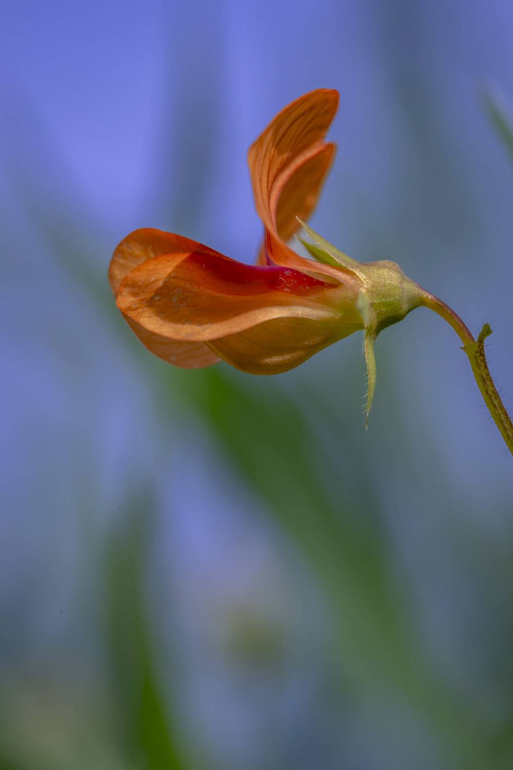 macro, flowers, plants, nature, spring, red, grass, Nikolay Tatarchuk